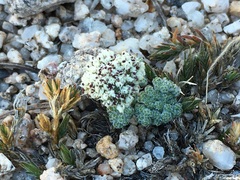 Oreonana clementis