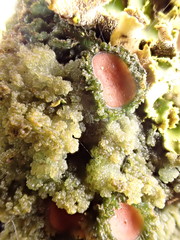 Leptogium phyllocarpum