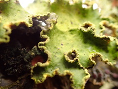 Crocodia