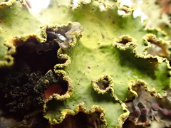 Crocodia