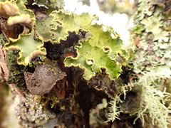 Crocodia