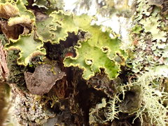 Crocodia