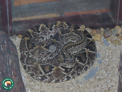Crotalus durissus ruruima