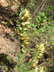 Ulex baeticus