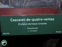 Crotalus durissus ruruima