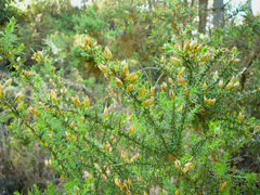 Ulex baeticus