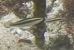 Thalassoma amblycephalus