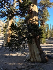 Pinus balfouriana austrina