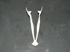 Antidorcas marsupialis