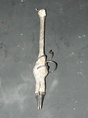 Antidorcas marsupialis