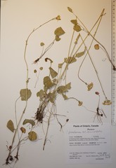 Packera pseudaurea semicordata