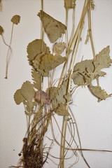 Packera pseudaurea semicordata