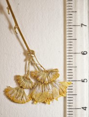 Packera pseudaurea semicordata
