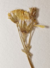 Packera pseudaurea semicordata