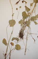 Packera pseudaurea semicordata
