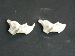 Pedetes capensis