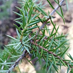 Juniperus communis communis