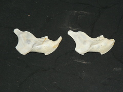 Pedetes capensis