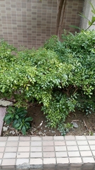 Murraya paniculata