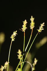 Carex texensis
