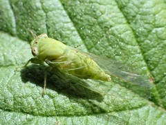 Taurella viridis