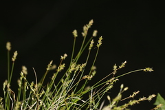 Carex texensis