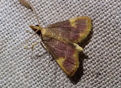 Emphylica xanthocrossa