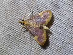 Emphylica xanthocrossa