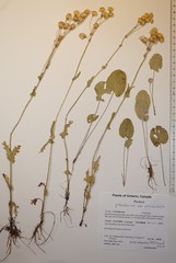 Packera pseudaurea semicordata