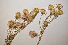 Packera pseudaurea semicordata
