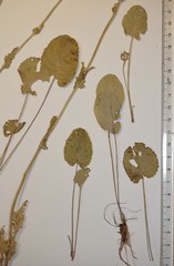 Packera pseudaurea semicordata