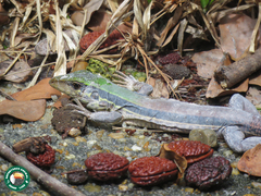 Ameiva ameiva