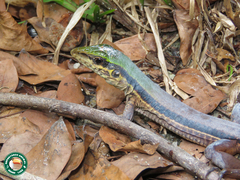 Ameiva