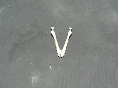 Atelerix frontalis frontalis