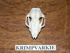 Atelerix frontalis frontalis