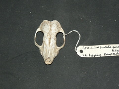 Atelerix frontalis frontalis