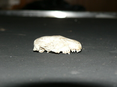 Atelerix frontalis frontalis