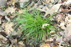 Carex timida