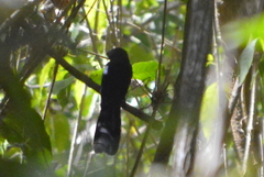 Crotophaga sulcirostris