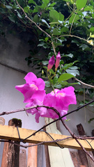 Bignoniaceae