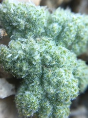 Oreonana clementis