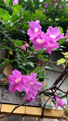 Bignoniaceae