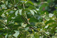 Pseudotajuria donatana