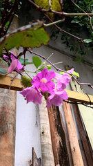 Bignoniaceae