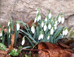 Galanthus nivalis