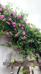 Bignoniaceae