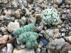 Oreonana clementis
