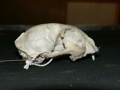 Felis lybica cafra