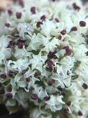 Oreonana clementis