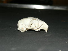 Geosciurus inauris
